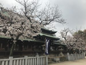 大阪天満宮の桜